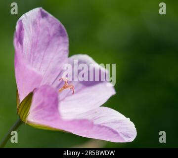 crane's-bill a des fleurs magenta frappantes et est une vivacité formant des amas. Banque D'Images