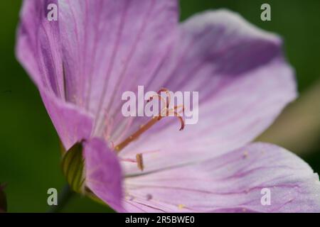 crane's-bill a des fleurs magenta frappantes et est une vivacité formant des amas. Banque D'Images