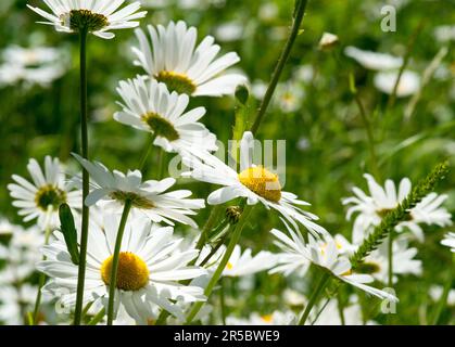 Bellis perennis ou pâquerette commune, il est parfois qualifié de pâquerette commune, de pâquerette de pelouse ou de pâquerette anglaise. Banque D'Images