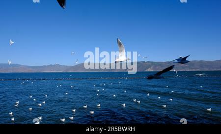 Un troupeau de mouettes qui s'envolent majestueusement sur les collines et les vagues de l'océan qui s'écrasent Banque D'Images