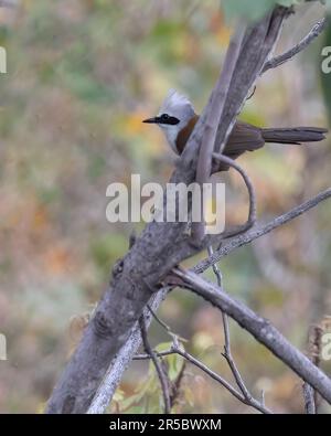 Un grimperon blanc crédé assis sur un arbre Banque D'Images