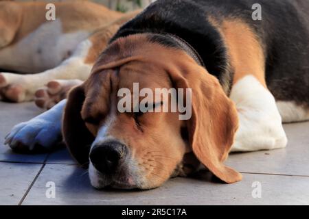 Un Beagle dort sur un sol gris. En arrière-plan, un autre chien endormi est vu. Banque D'Images