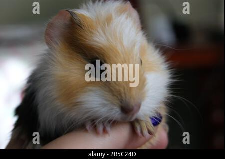 Une personne est berçant un petit hamster brun et blanc dans sa main bombée Banque D'Images