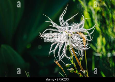 Pulsatilla Alpina, également connue sous le nom de paqueflower alpine ou anémone alpine quand elle se fruite, près de Grimone, dans le sud de la France (Drôme) Banque D'Images