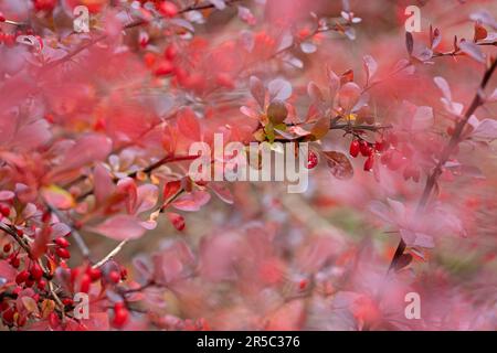 Baies rouges mûres de barberry sur la branche. Branche de Berberis vulgaris avec baies rouges mûres et naturelles sur fond bleuté. Gros plan. Mise au point sélective Banque D'Images