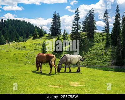 Chevaux sauvages paître dans le parc naturel Dobratsch en Carinthie, Autriche, Villach, été, montagnes forêt pins ciel nuageux prairie avec enfants et adul Banque D'Images