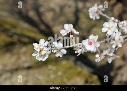 Une abeille sur Almond Blossom Banque D'Images