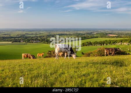 Bétail paître sur une colline du Sussex, lors d'une soirée ensoleillée de fin de printemps Banque D'Images