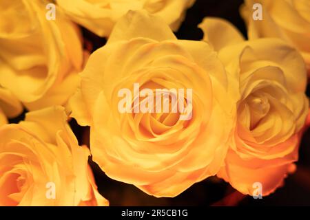 Un magnifique bouquet de roses jaunes vibrantes, élégamment arrangé, Une expression parfaite d'affection et de romance, capturant la beauté et la chaleur de lui Banque D'Images