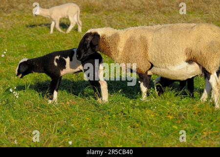 Paysage : agneau noir et blanc d'Alb souabe avec mère, mouton domestique (Ovis orientalis aries) Banque D'Images