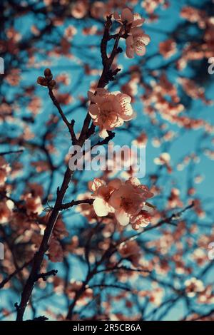 Image noire et blanche d'un arbre aux branches fleuris, illuminée par la lumière naturelle du soleil avec un éventail lumineux et vibrant de pétales Banque D'Images