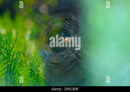 Araignée en toile, jardin, araignée de jardin européenne (Araneus diadematus) Banque D'Images