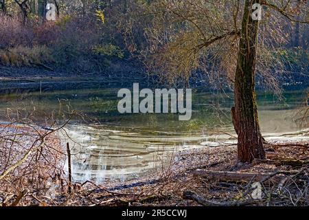 Forêt alluviale avec zones d'eau, hiver, Leimersheim, Rhénanie-Palatinat, Allemagne Banque D'Images