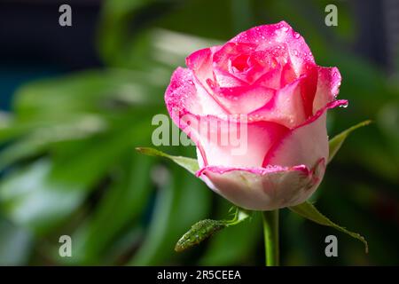 Un cliché macro captivant d'une rose blanc-rose ornée de gouttelettes d'eau étincelantes, qui murmure des histoires de beauté Banque D'Images