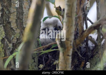 Hibou à longues oreilles (ASIO otus) poussin regardant hors de son nid, faune, Burgenland, Autriche Banque D'Images