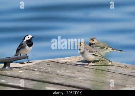 Queue de cheval blanche (Motacilla alba), oiseau adulte avec jeunes oiseaux mendiants, Hesse, Allemagne Banque D'Images