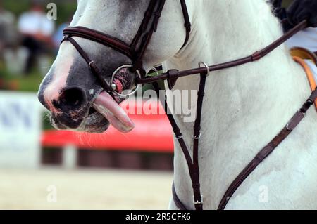 German warmBlood Riding, anglais combiné noseband, martingale, langue brancard, pectoral, cheval blanc Banque D'Images