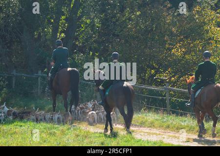 Équitation, rider et beagle pack, trag Hunt, beagle, pack, chasse, pique Banque D'Images