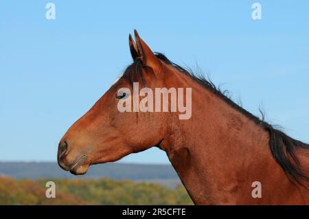 Quartier cheval, baie jument, côté Banque D'Images