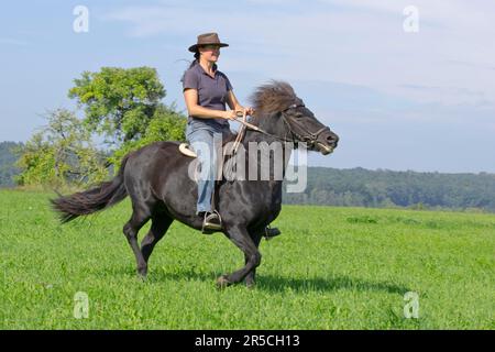 Une femme fait du poney islandais, du cheval islandais, de l'Islandais, de l'équitation, du cross-country Banque D'Images