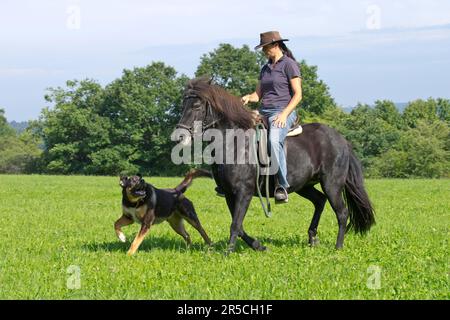 Une femme fait du poney islandais, accompagné d'un chien de race mixte, d'un cheval islandais, d'un tour à cheval, d'une balade en cross-country, chien de compagnie Banque D'Images