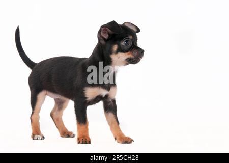 Chihuahua, poil court, noir et brun clair, chiot, 11 semaines Banque D'Images