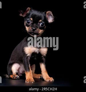 Chihuahua, poil court, noir et brun clair, chiot, 11 semaines Banque D'Images
