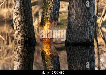Arbre rongé par le castor, Rosenheim, Bavière (fibre de Castor), Allemagne Banque D'Images