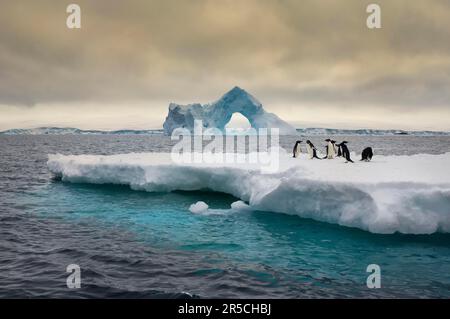 Pingouins d'Adelie (Pygoscelis adeliae) sur la banquise, devant l'iceberg avec arche naturelle, île Paulet, péninsule antarctique, pingouin d'adelie Banque D'Images