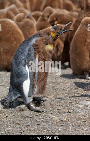 Pingouin royal (Aptenodytes patagonicus), mue, roost, baie St Andrews, Géorgie du Sud, colonie Banque D'Images
