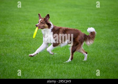 Border collie, rouge-tri, avec Frisbee Banque D'Images