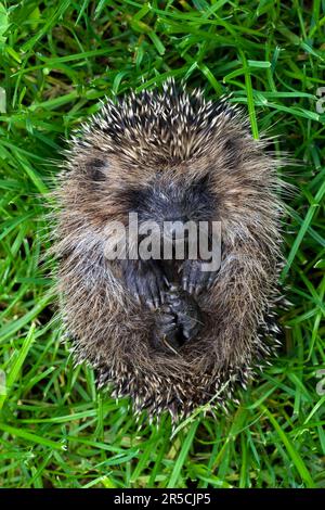 Hérisson européen (erinaceus europaeus), maudit, Belgique Banque D'Images