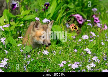 Renard roux d'Amérique (Vulpes vulpes fulva), juvénile, 10 renard roux d'amérique Banque D'Images