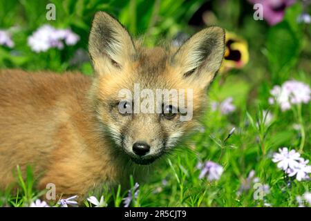 Renard roux d'Amérique (Vulpes vulpes fulva), juvénile, 10 renard roux d'amérique Banque D'Images