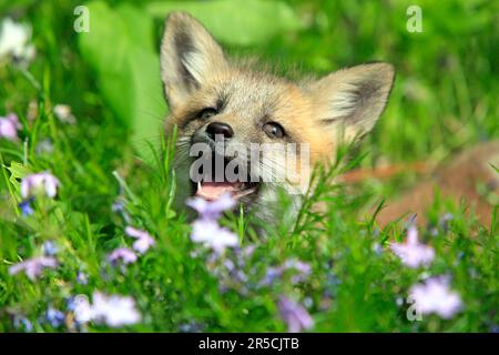 Renard roux d'Amérique (Vulpes vulpes fulva), juvénile, 10 renard roux d'amérique Banque D'Images