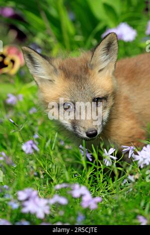 Renard roux d'Amérique (Vulpes vulpes fulva), juvénile, 10 renard roux d'amérique Banque D'Images