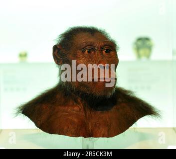 Modell, sujet, maquette, être humain primordial Lucy, Musée d'Histoire naturelle de Bâle, Bâle, Suisse (Australophitecus afarensis) Banque D'Images