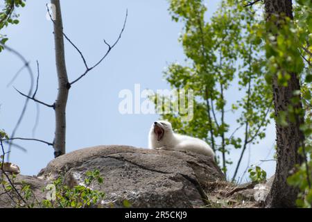 Renard blanc sauvage de l'arctique dans une pose d'auvent vue à l'extérieur de Whitehorse en été avec fond bleu ciel de jour, arbres verts à la réserve faunique du Yukon. Banque D'Images