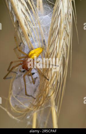 Araignée à sac jaune (Cheiracanthium punctorium) mâle, Havelland, Brandebourg, Allemagne Banque D'Images