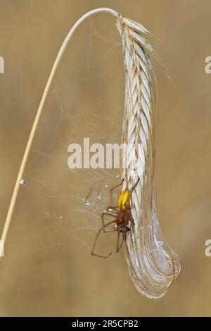 Araignée à sac jaune (Cheiracanthium punctorium) mâle, Havelland, Brandebourg, Allemagne Banque D'Images