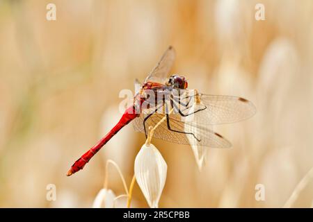 Dard vagabond (Sympetrum vulgatum), homme, Havelland, Brandebourg, latéral, Allemagne Banque D'Images