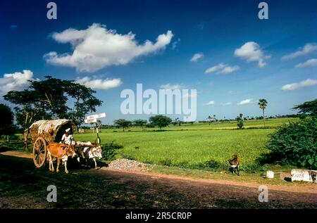 Chariot Bullock sur l'autoroute près de Chidambaram, Tamil Nadu, Inde du Sud, Inde, Asie Banque D'Images