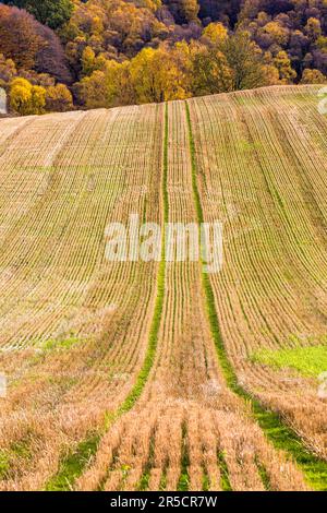 Paysage de campagne d'automne avec champ agricole et traces de machines agricoles, Speyside, Ecosse Banque D'Images