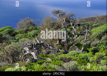 Juniper Tree grove, El Sabinar El Hierro, îles Canaries, genévrier, genévrier, Espagne Banque D'Images