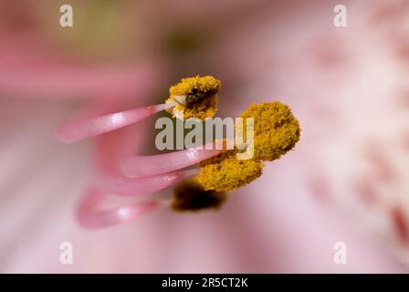 Une photo macro captivante qui capture la délicate danse des étamines Alstroemeria ornées de pollen floral Banque D'Images