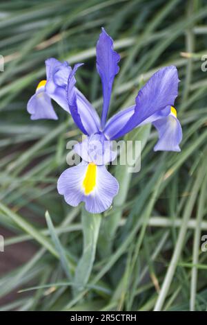 Fleur élégante et colorée de l'iris bleu avec des feuilles vertes qui fleurissent au début du printemps Banque D'Images