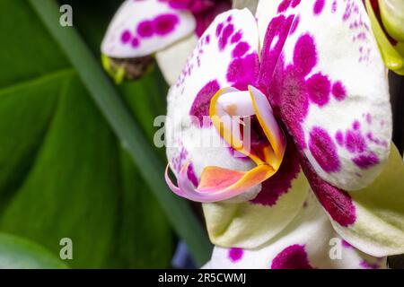 Un superbe cliché macro d'une orchidée blanche aux taches roses foncé, qui dégage une beauté éthérée Banque D'Images