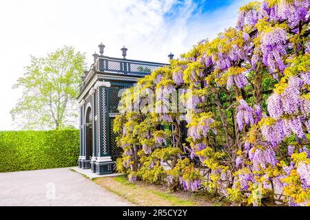 Vienne, Autriche - 10 mai 2023 : magnifique paysage de coucher de soleil du jardin de Schönbrunn avec des glycines dans le pavillon du jardin Banque D'Images