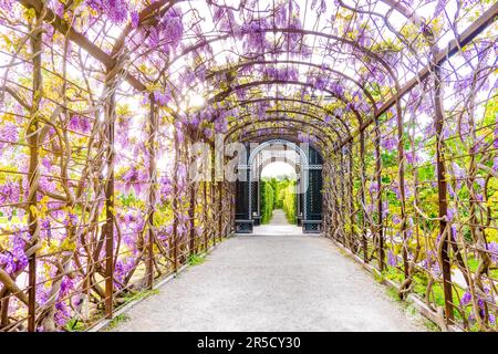 Vienne, Autriche - 10 mai 2023: Magnifique coucher de soleil paysage de glycines dans le pavillon dans les jardins de Schönbrunn Banque D'Images