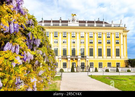 Vienne, Autriche - 10 mai 2023 : magnifique coucher de soleil sur le château de Schönbrunn et glycine dans le pavillon du jardin Banque D'Images